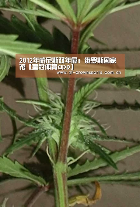 2012年威尼斯双年展: 俄罗斯国家馆【皇冠体育app】(图4) 皇冠体育手机版